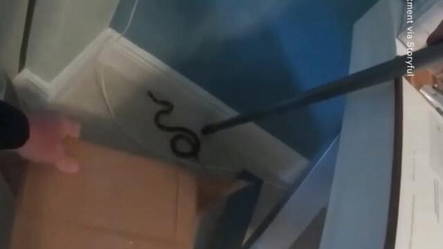 Coral Snake Removed From Home in Boynton Beach, FL