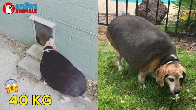 Cane Obeso (40Kg) abbandonato! Dopo l'adozione la trasformazione! 😍