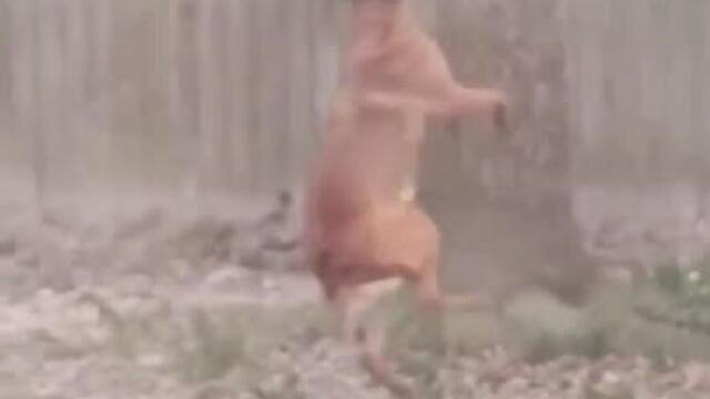 Person Demonstrates Difference Between German Shepherd And Belgium Malinois