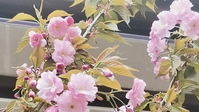 Ты мой свет, Ты -  звезда и надежда...