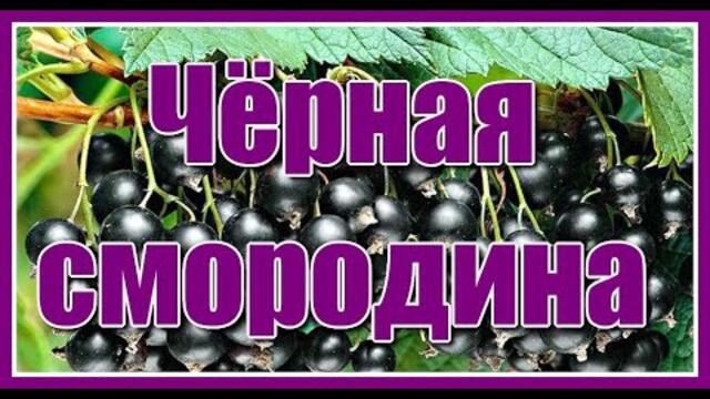 Sevenrose  - "Чёрная смородина"