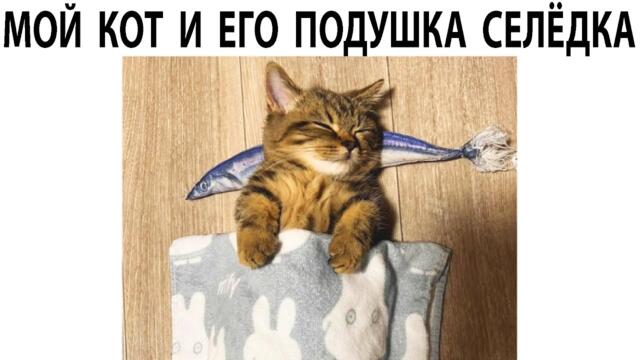 Мемы 2022 ( Про100 #мемы и короткие приколы с котами ) выпуск 357  - Кот и подушка селёдка