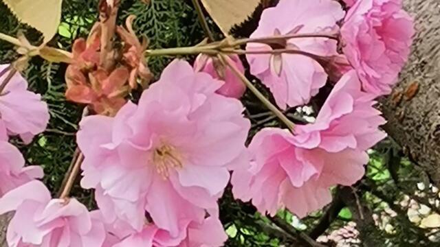 Когда поёт Саксофон и цветёт Сакура...