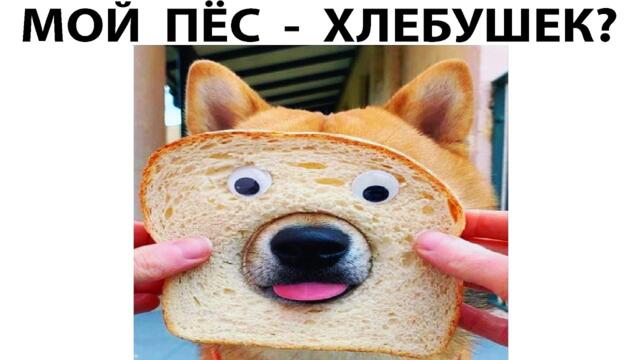 Мемы 2022 ( Тут Про100 мемы и короткие приколы с котами ) Подборка мемов 365 - Мой пёс хлебушек