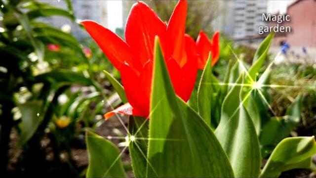 Андрея Обидина    -    Я подарю тебе весну