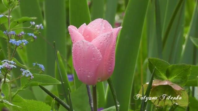 Для вас с любовью! Безумно Красивая Мелодия! О чем поет гитара Сергея Грищука