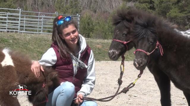 Конете на България: Очарованието на породата Фалабела