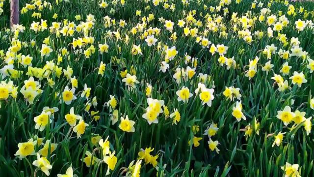 Весна поет,  весна смеется