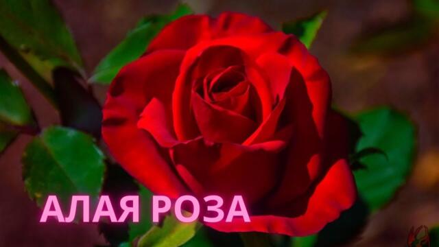 Алая роза!