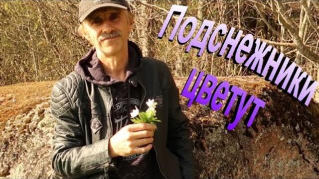 Сергей Орлов   -   Подснежники цветут