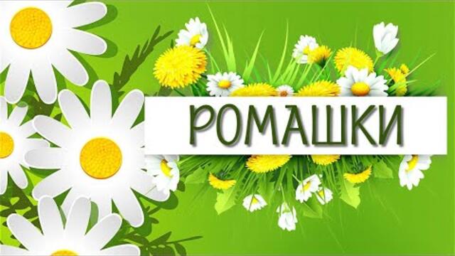 Ромашки Футажи и переходы