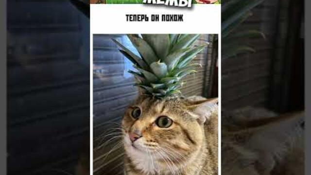 Мемы 2022 ( Тут Про100 мемы и короткие приколы с котами ) Подборка мемов 377 - Лучшие Мемы дня