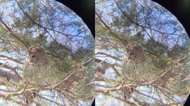 'Poor squirrel fails to see the intimidating Barred owl standing in its way '