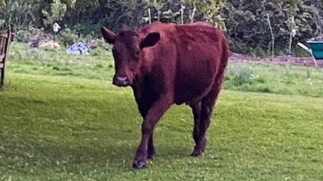 Sussex Daily Bulletin 11 May