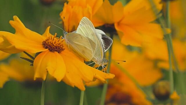 Музыка для романтиков... Шепот цветов  Сергей Аверьянов