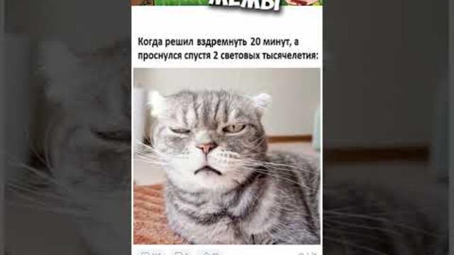 Лютые приколы и мемы с котами #приколы #лютыеприколы #мемы2022 #юмор