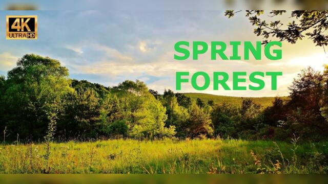 4K Spring Forest - Birds Singing/ Chirping - Ultra HD Relaxing Nature Sounds