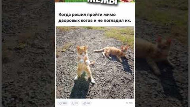 Мемы и Приколы с Котами Выпуск 389