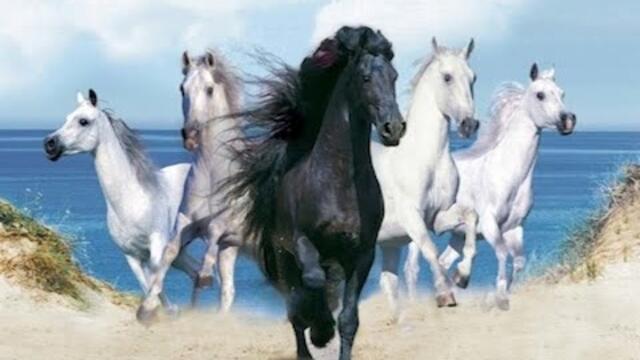 КОНИ И МОРЕ...