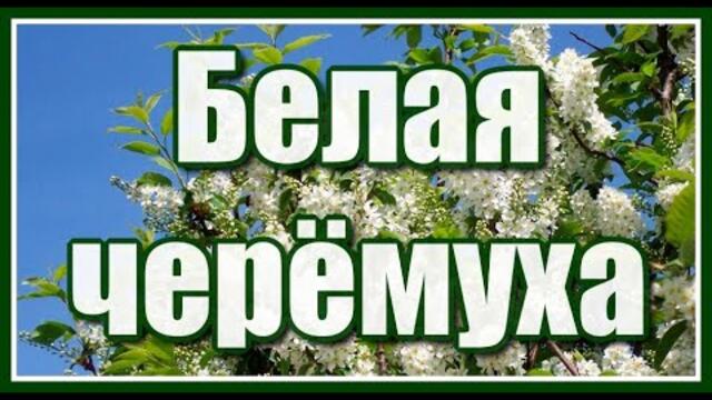Искра  -  "Белая черёмуха"