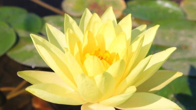 Бельгийские кувшинки Нимфеи в Туркестане 🌸🌸🌸 20.05.22