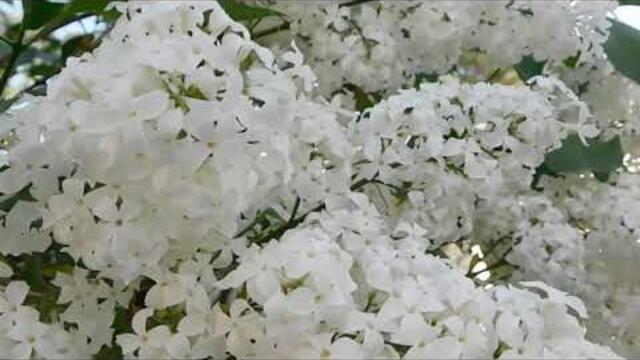 Валерий Семин  -  Душа моя