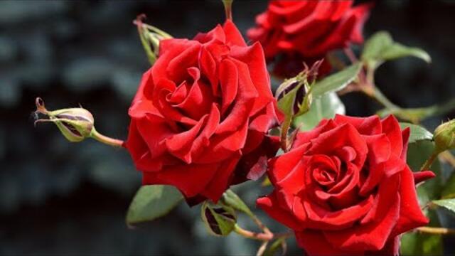 Чудесно и Красиво для души! Неземная Музыка Сергея Чекалина уносит вдаль к мечтам..