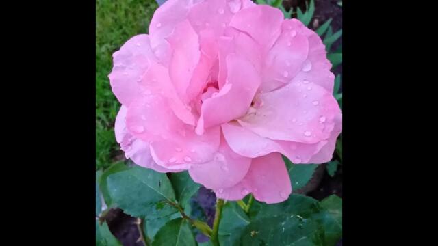 🎵  В средата на нощта