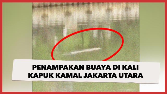 Penampakan Buaya Asyik Berenang Di Kali Kapuk Kamal Jakarta Utara, Netizen Heboh