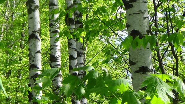 Сергей Чекалин   -   Берёзовая роща.