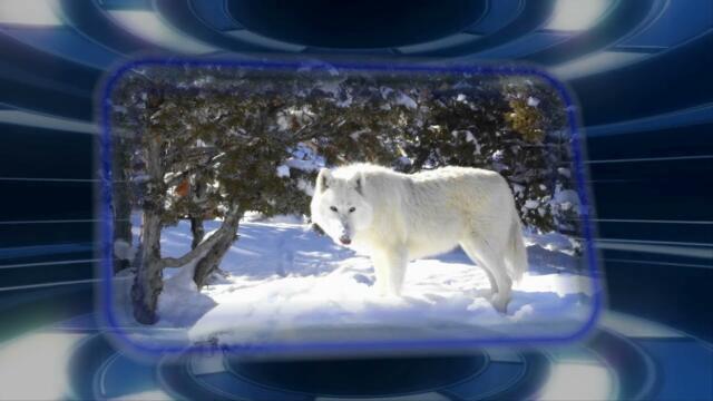 Дарья Щербакова    -    БЕЛАЯ ВОЛЧИЦА