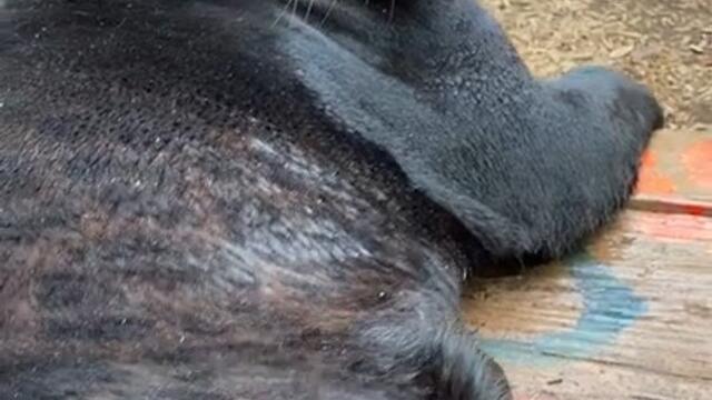 Jaguar Pushes Caretaker Away After Getting Annoyed of Her Patting on His Legs