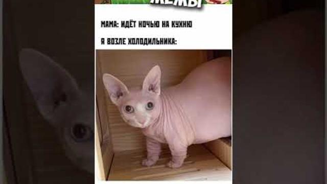 Мемы и лютые приколы с котами #мемы2022 #лютыеприколы #приколы2022 #юмор #мемасы #кринж #анимация