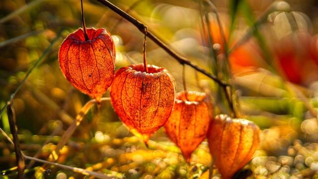 Чудесно и Красиво! Эта музыка обволакивает душу НЕЖНЫМ ТЕПЛОМ