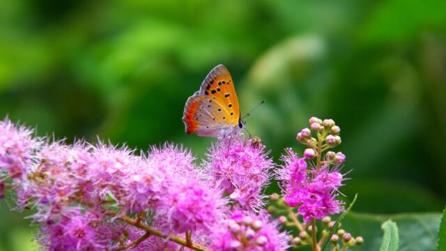 Это Безумно Красивая Мелодия, трогающая до глубины души!Эту музыку можно слушать вечно