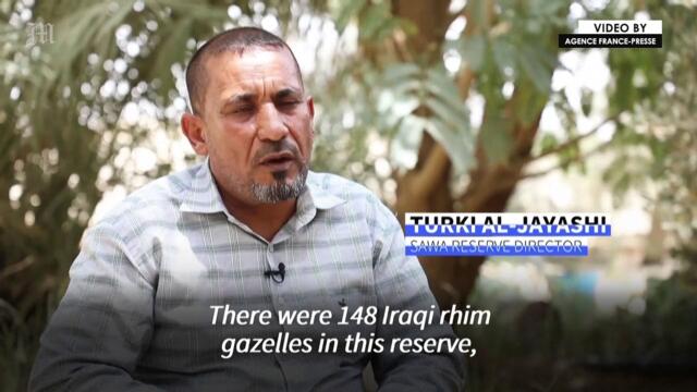 In a parched land, Iraqi gazelles are dying of hunger