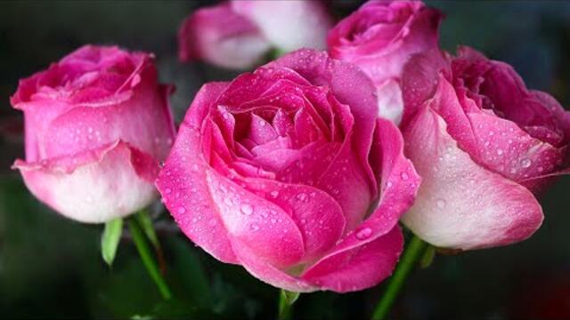 Это невероятно Потрясающие треки, Восхитительная мелодия нежной любви! Цветы распускаются