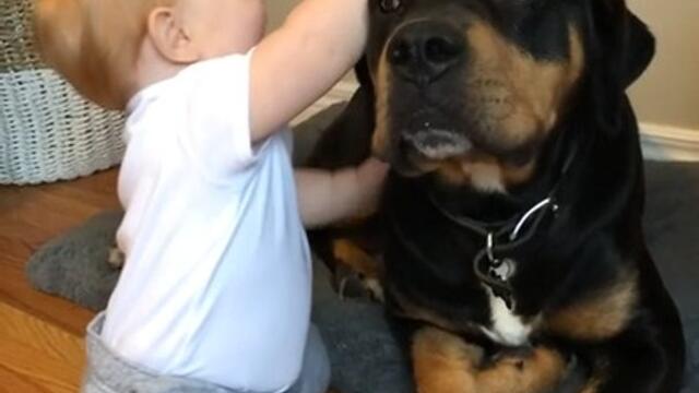 Rottweiler Kisses Toddler While He Plays With Them