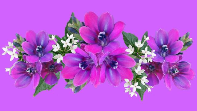 Волшебная нежность цветов и Потрясающей музыки для души Сергея Чекалина