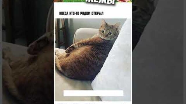 Мемы и приколы с котами #приколы #приколы2022 #мемы2022 #юмор #мемчики #мемыпро100 #кошки #котики