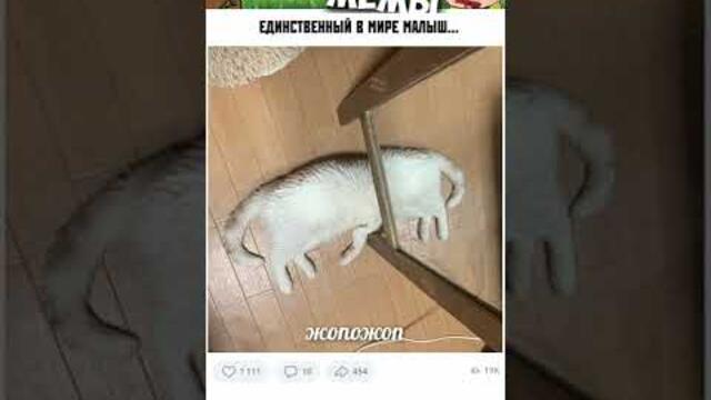 МЕМЫ ЕСТЬ МЕМЫ #приколы #юмор #лютыеприколы #школа #котики #мемы #троллинг #мемыпро100 #мемчики