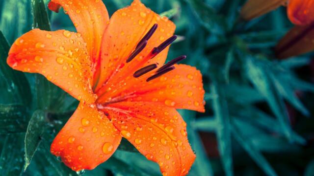 КРАСИВАЯ РАССЛАБЛЯЮЩАЯ МУЗЫКА и Теплый Июньский дождь Relax 100%