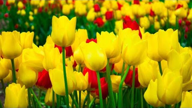 Музыка природы В этой нежной мелодии есть все, чтобы расслабиться, думать только о Красоте