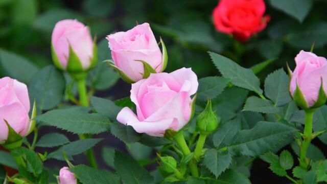 Музыка дающая энергию! Самая красивая мелодия на свете Для Души! МУЗЫКА ВЕСНЫ, ЛЮБВИ, НАДЕЖДЫ! #2