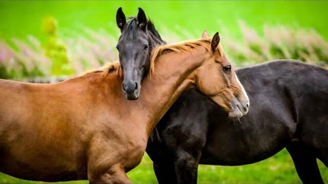 Вам обязательно понравится эта музыка, самая трогательная музыка в мире! Очень хорошая музыка