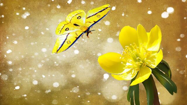 Волшебная нежность цветов и Потрясающей музыки для души Сергея Чекалина