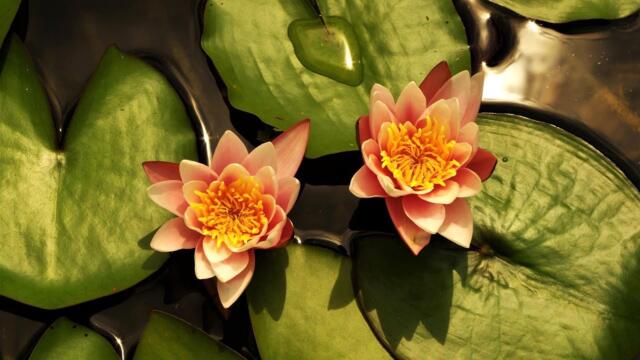 Красивые кувшинки цветут - Завораживающее видео