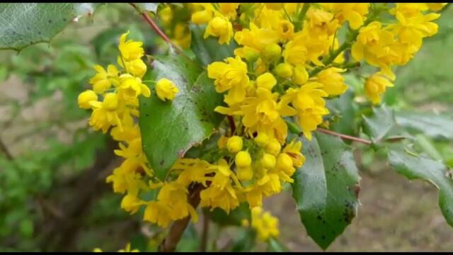 Анатолий Кулагин   -   Я НАРИСУЮ ТЕБЕ СНЫ