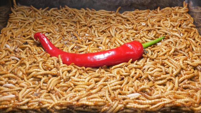 10 000 Mealworms vs  Hot Chili Peppers | Time Lapse 🌶