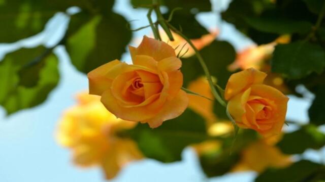 ❤️ Петровден е ... за всеки именник цветя от моята градина... (Music by Sergey Grischuk) 🍷